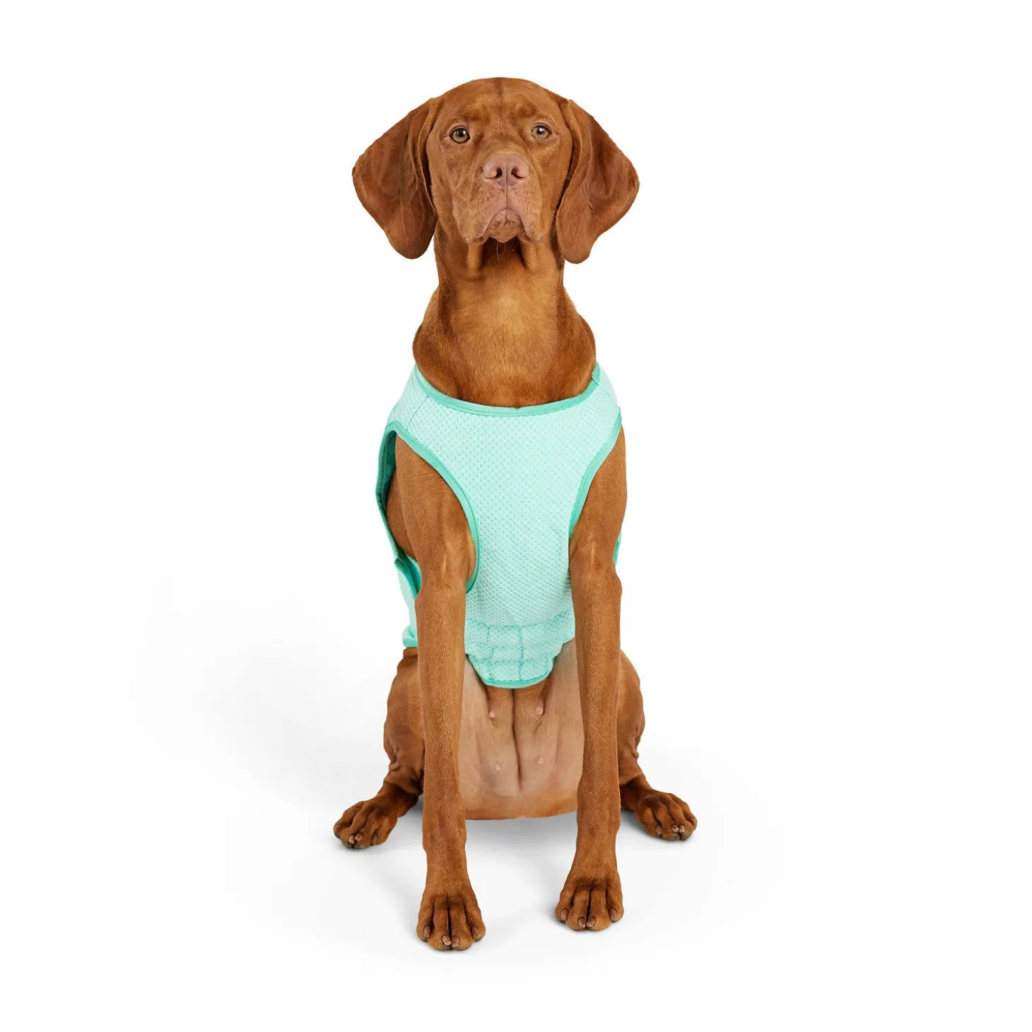 Ice Vest for Dogs