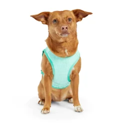 Ice Vest for Dogs
