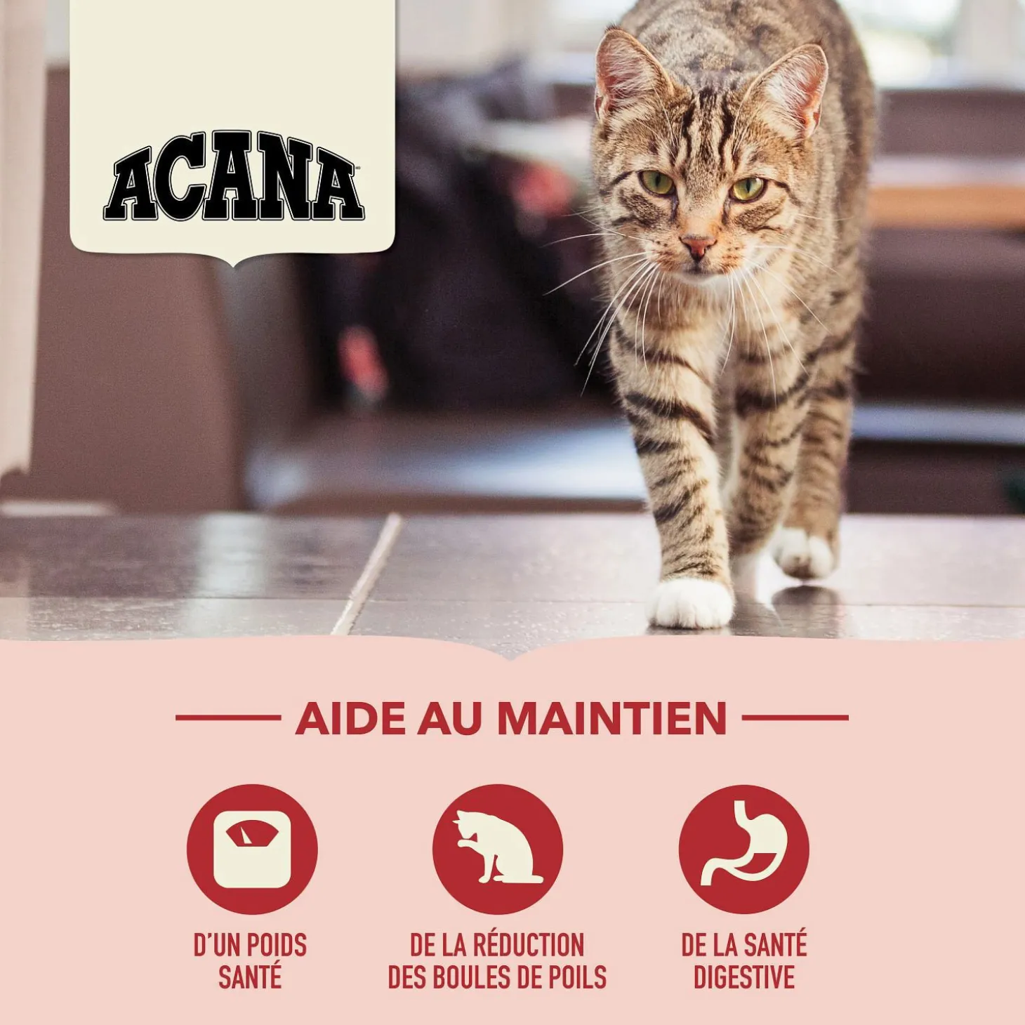 Indoor Entrée Dry Cat Food, 4.5 kg