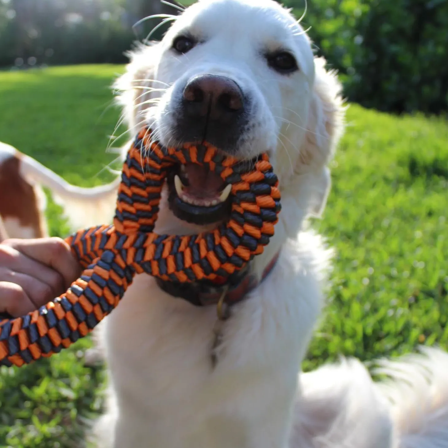 Infinity Tug Dog Toy