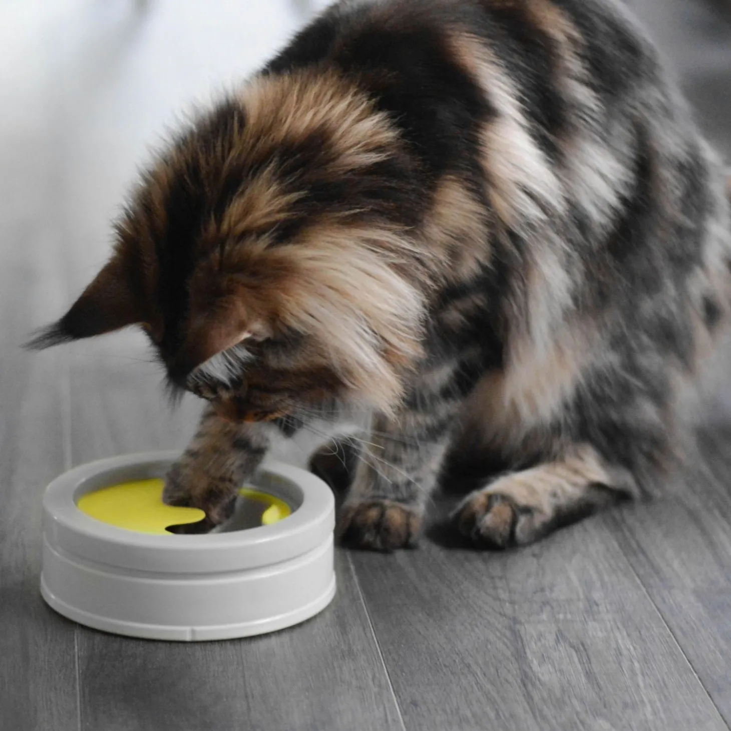 Intellikatt evolutionary toy for cats