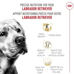 Labrador Retriever Adult Dry Dog Food