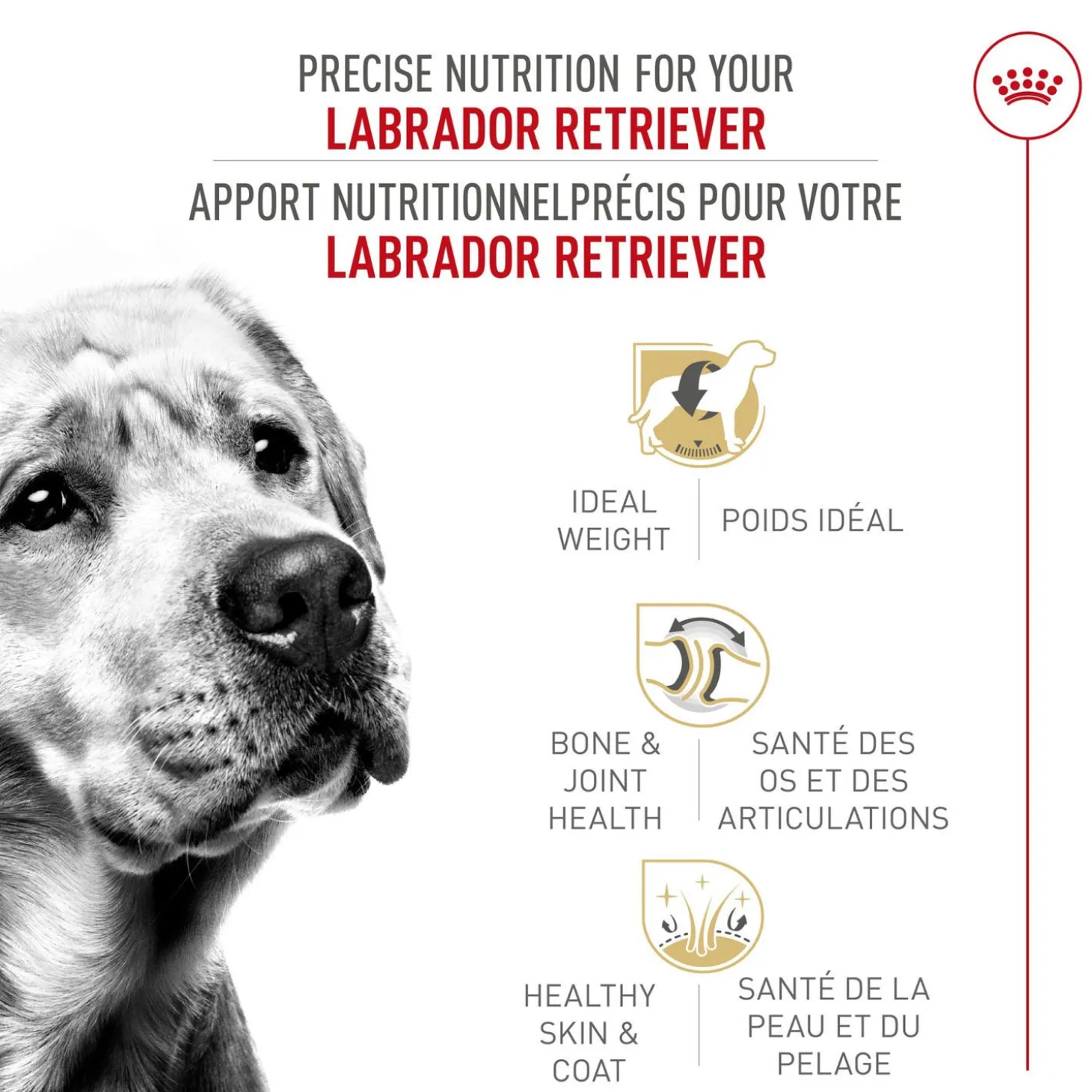 Labrador Retriever Adult Dry Dog Food
