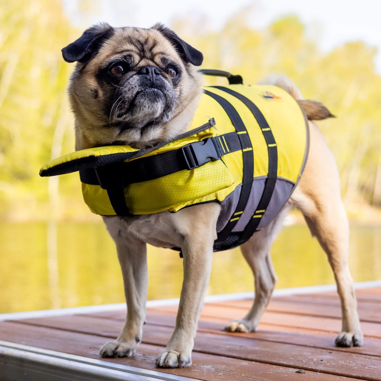 Life Vest for Dogs