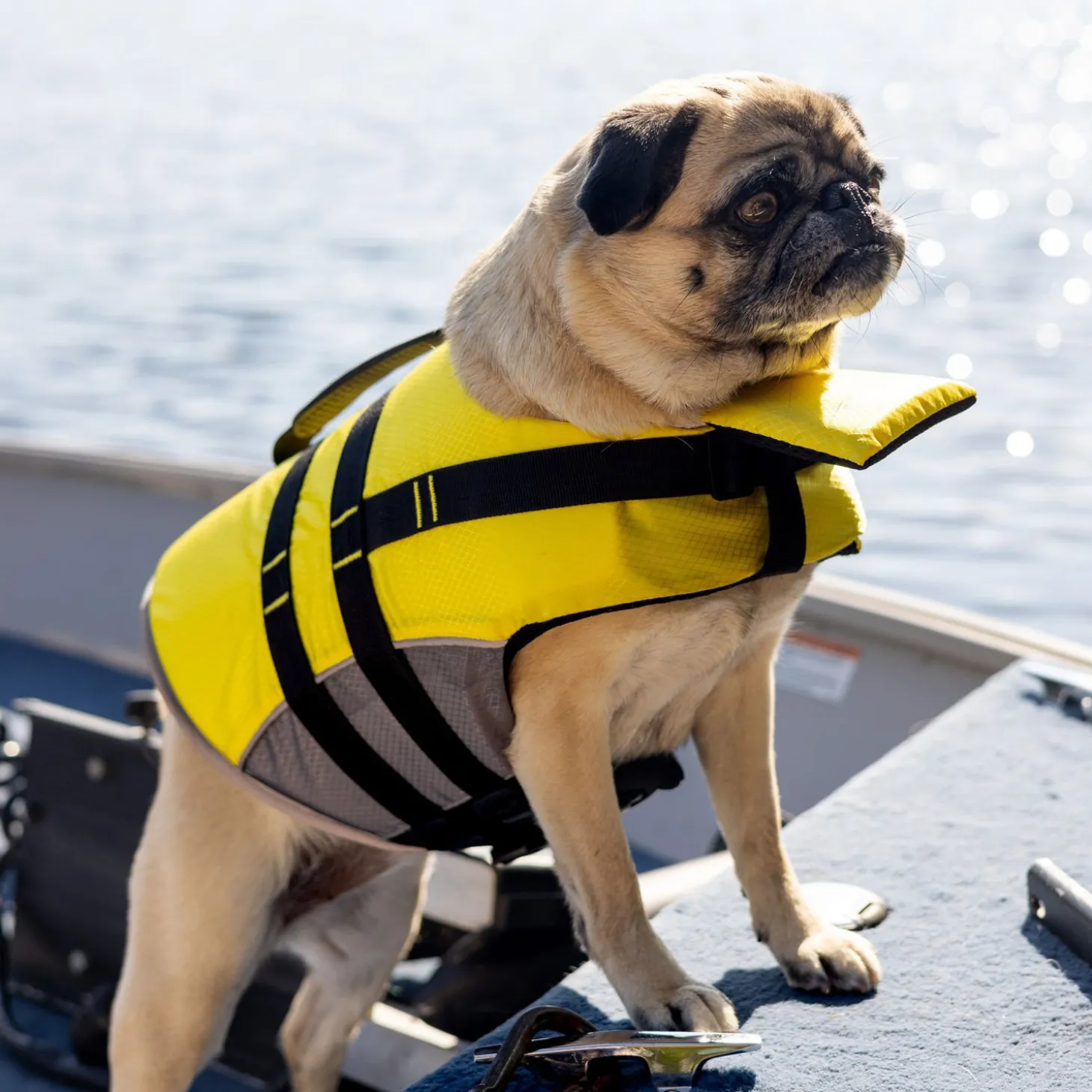 Life Vest for Dogs