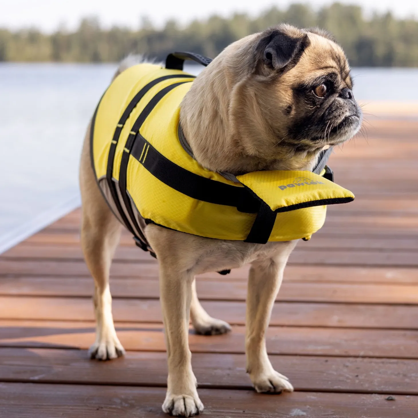 Life Vest for Dogs