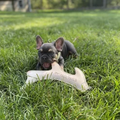 Natural Leather Antler Dog Toy