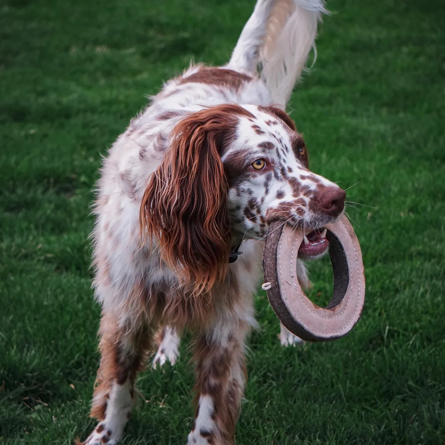 Natural Leather Ring Dog Toy
