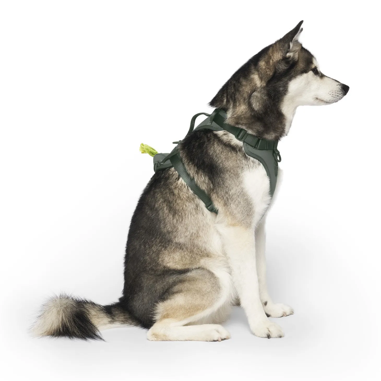 Neoprene Harness with Poop Bag Dispenser for Dogs