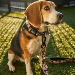 Oasis Silicone Dog Collar