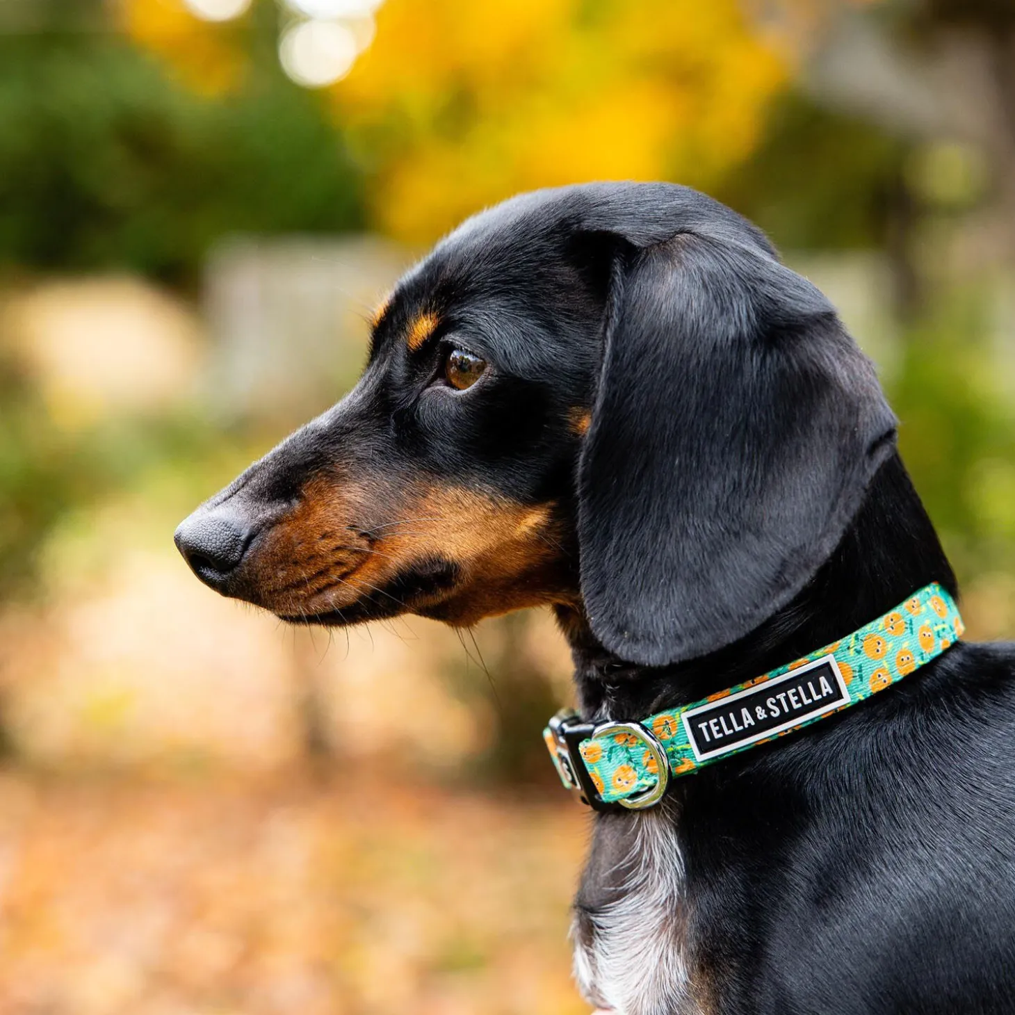 Ollie Orange Adjustable Dog Collar