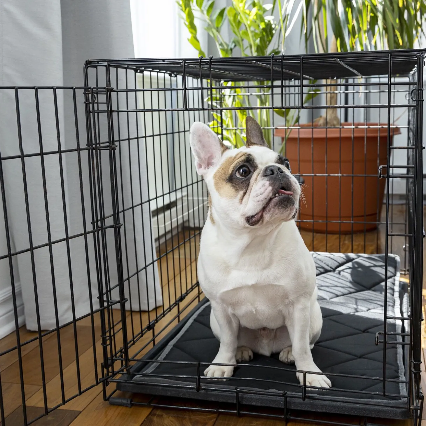 Orthopedic and Reversible Cage Bed, L