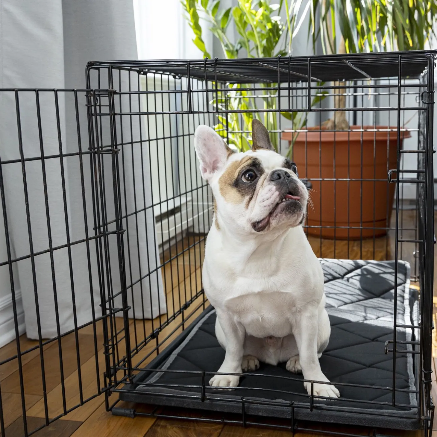 Orthopedic and Reversible Cage Bed, S