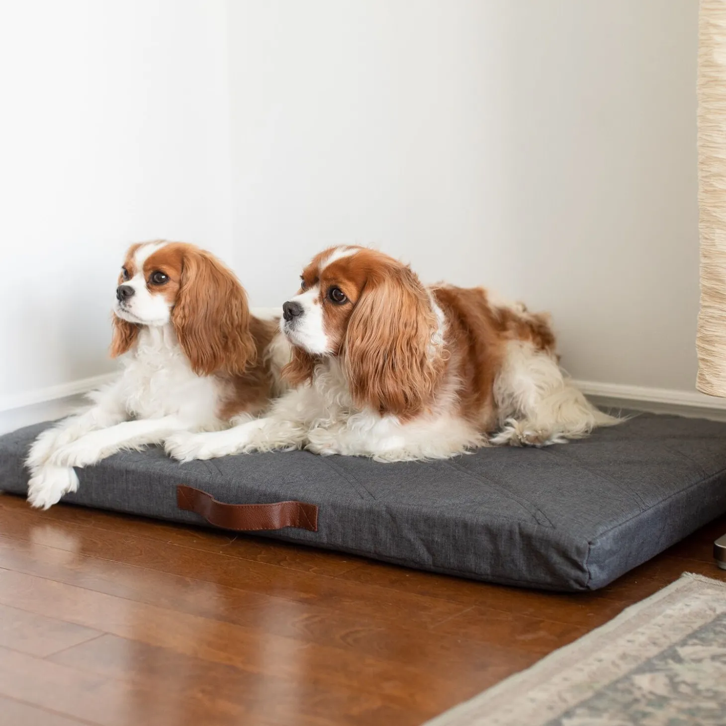 Orthopedic Hybrid Bed, M
