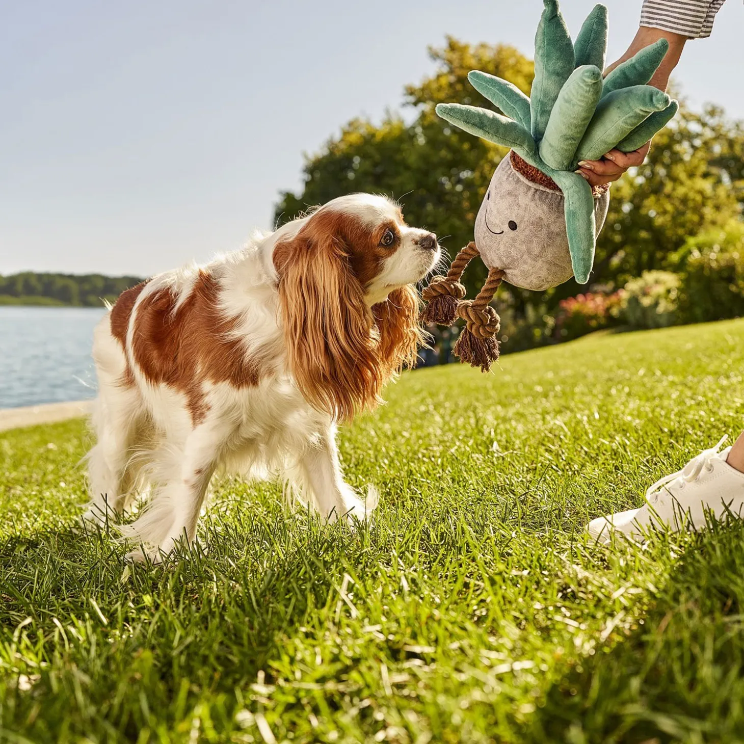Plant Squeaker Plush Toy for Dogs