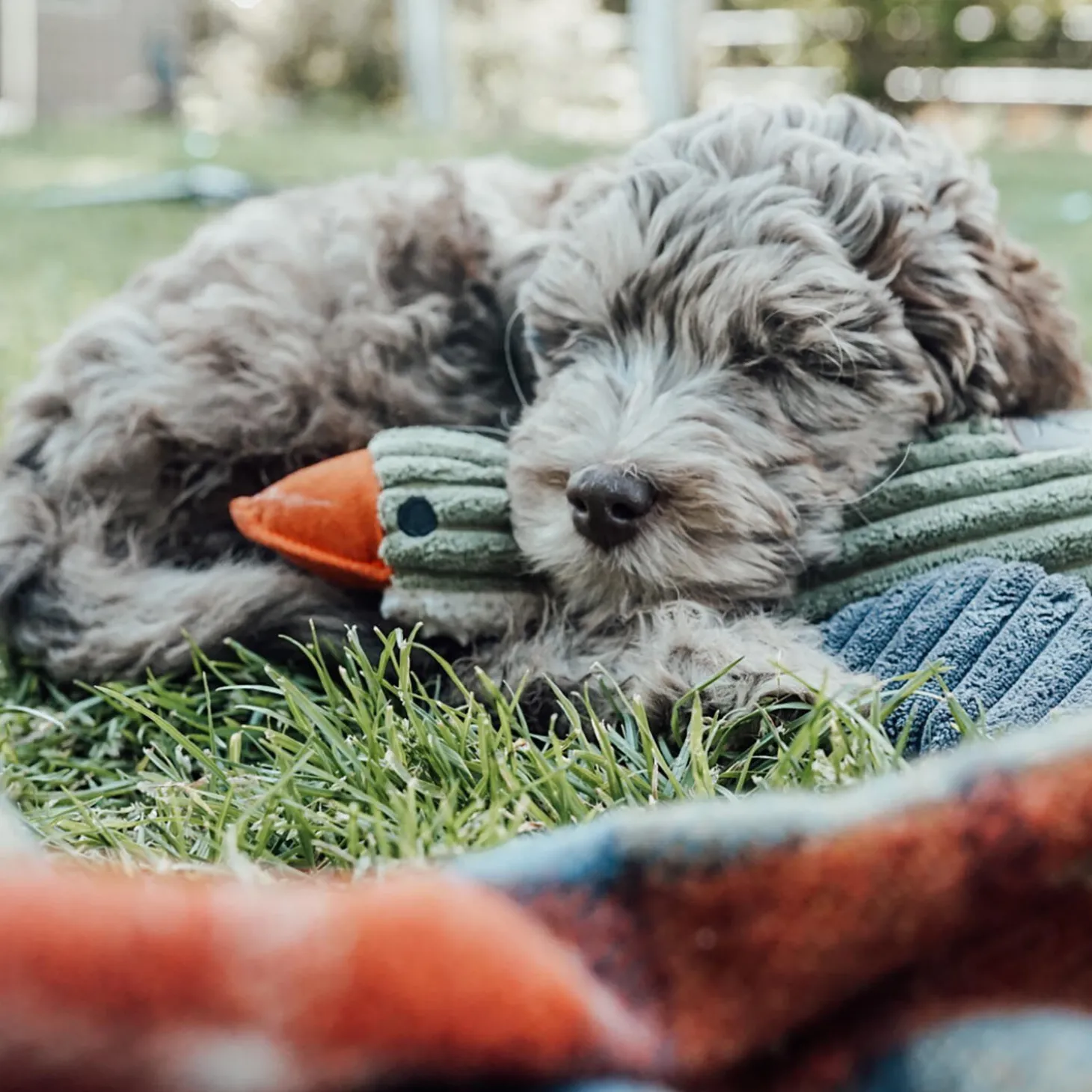 Plush Duck with Squeaker Dog Toy