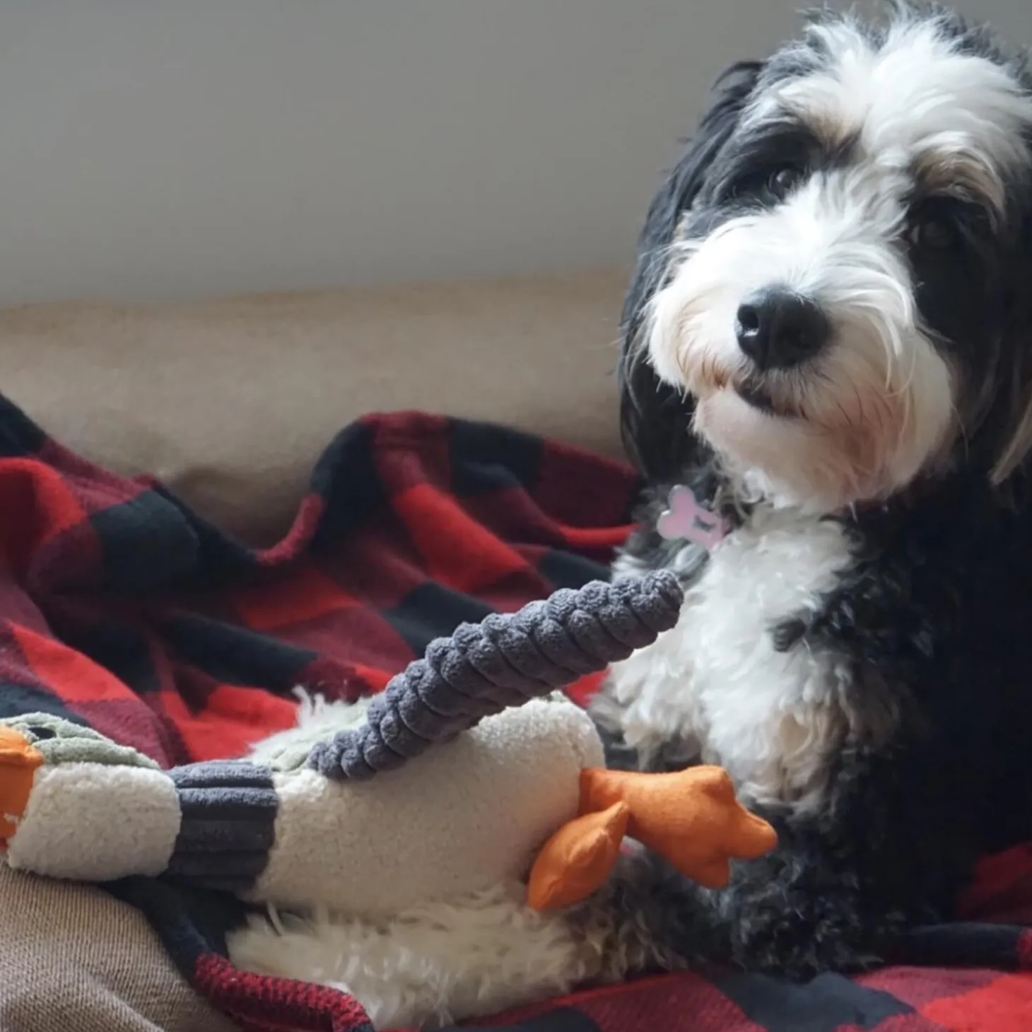 Plush Duck with Squeaker Dog Toy