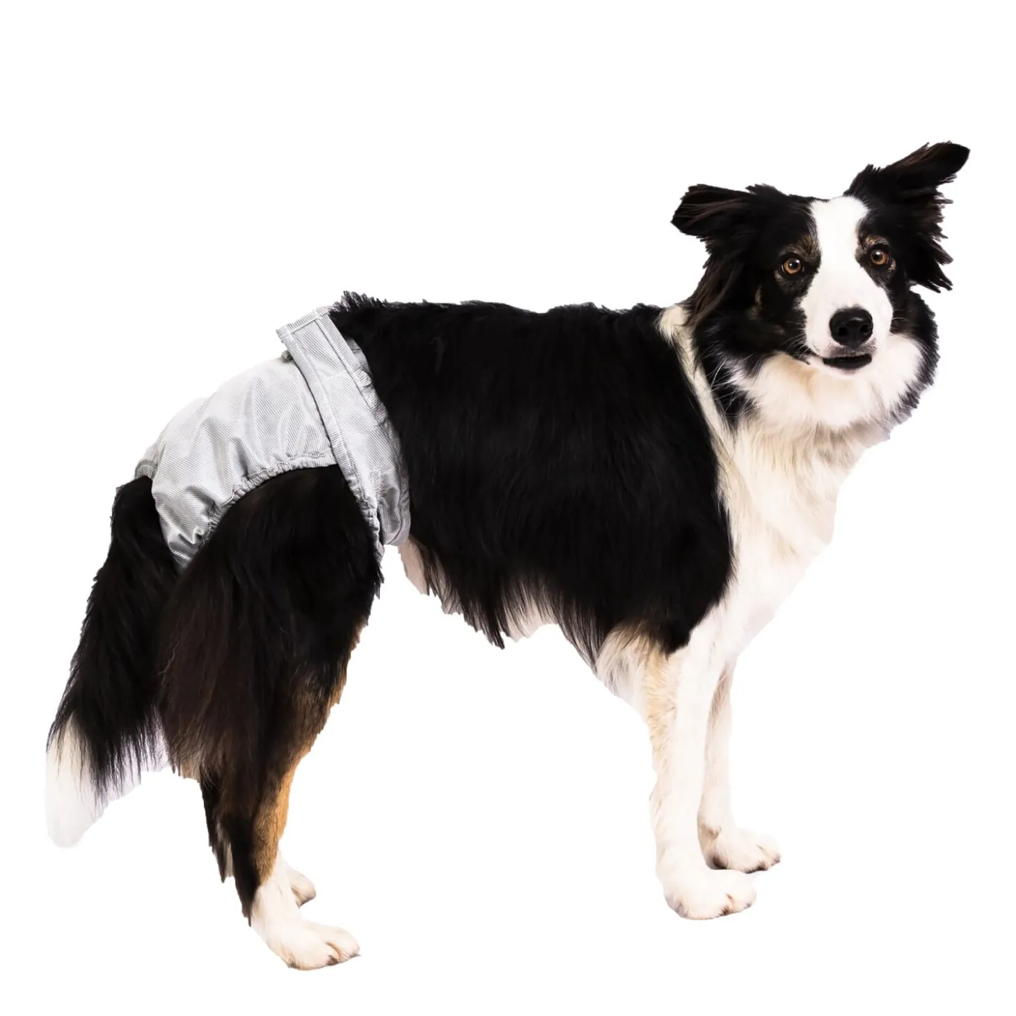PoochPants Diaper for Dogs