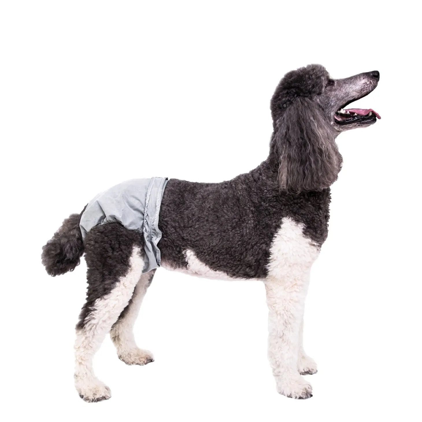 PoochPants Diaper for Dogs