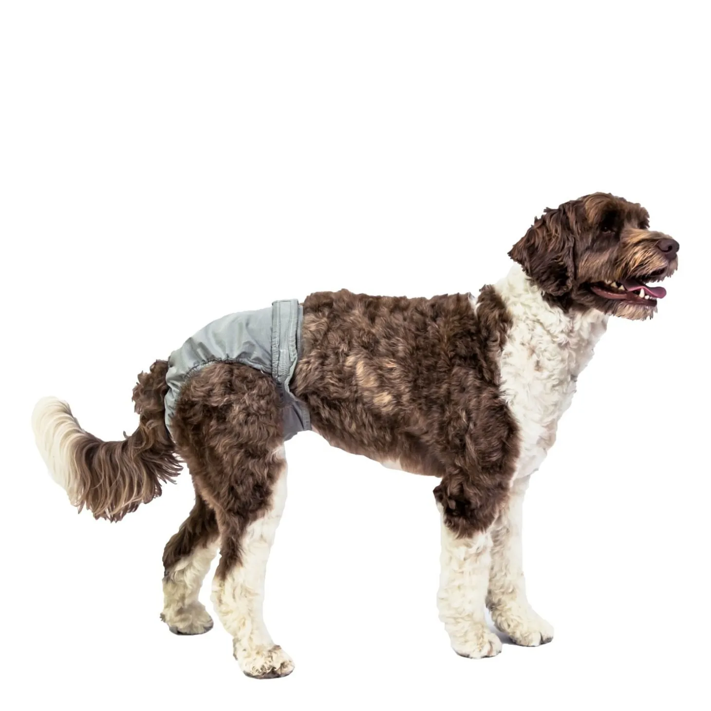 PoochPants Diaper for Dogs