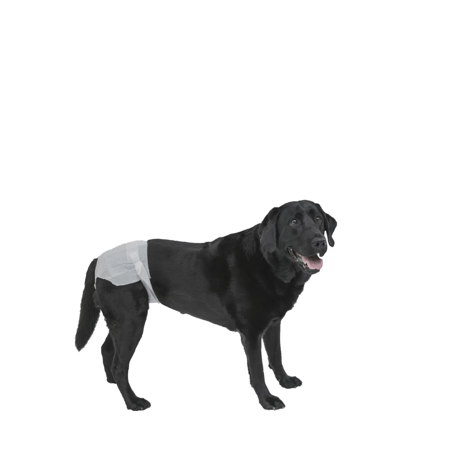 PoochPants Disposable Absorbent Diaper for Dogs, XL
