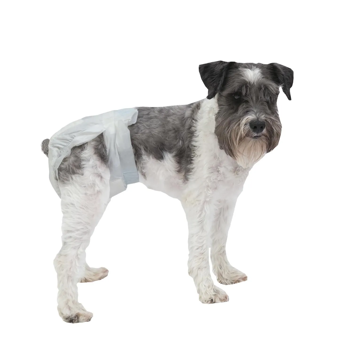 PoochPants Disposable Absorbent Diaper for Dogs, S
