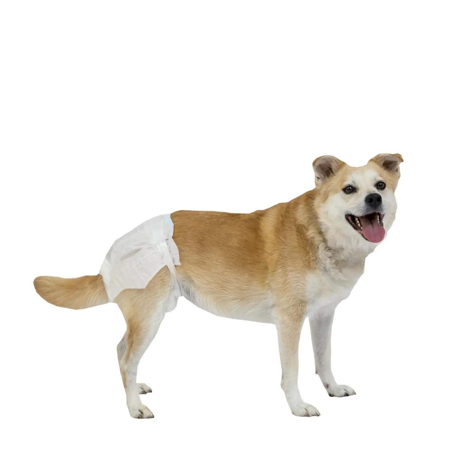 PoochPants Disposable Absorbent Diaper for Dogs, L