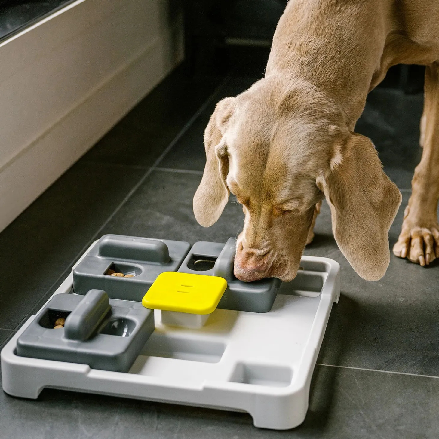 Push and Find Interactive Toy for Dogs