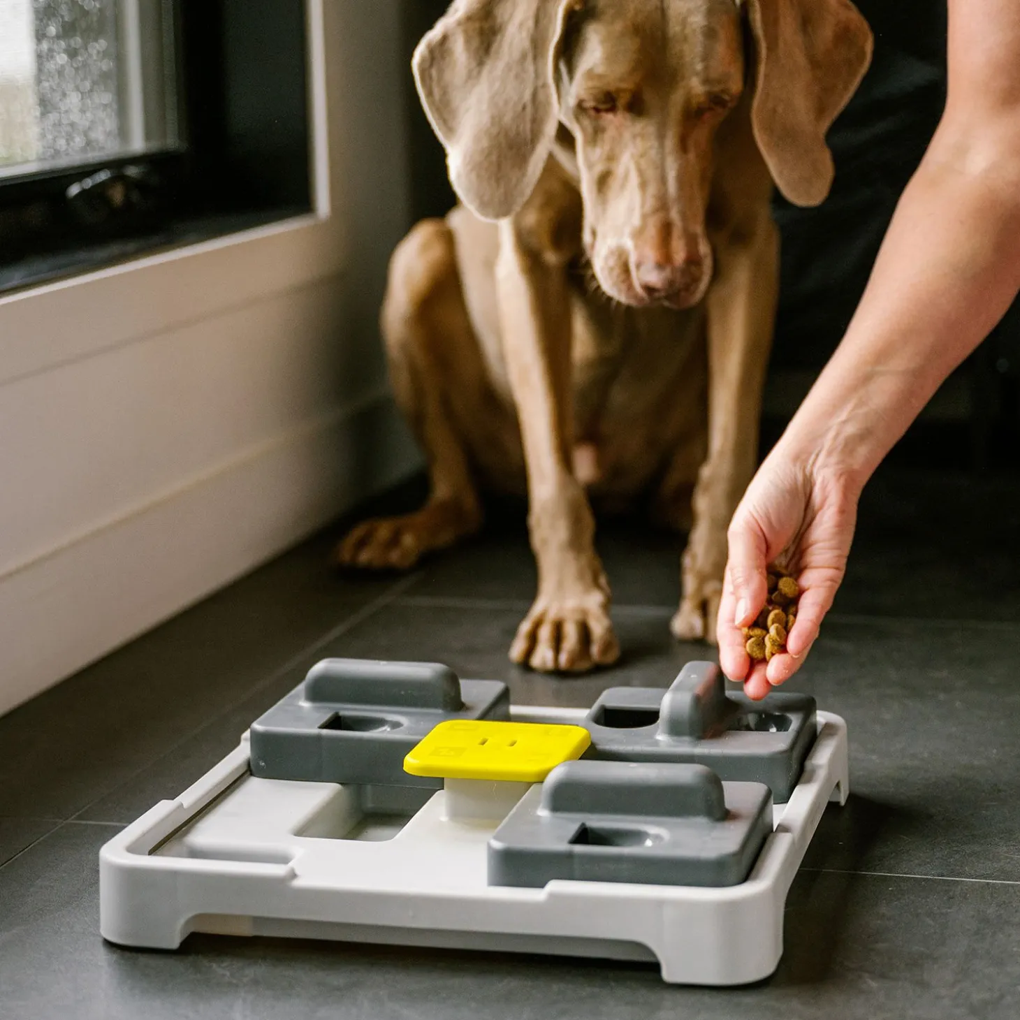 Push and Find Interactive Toy for Dogs