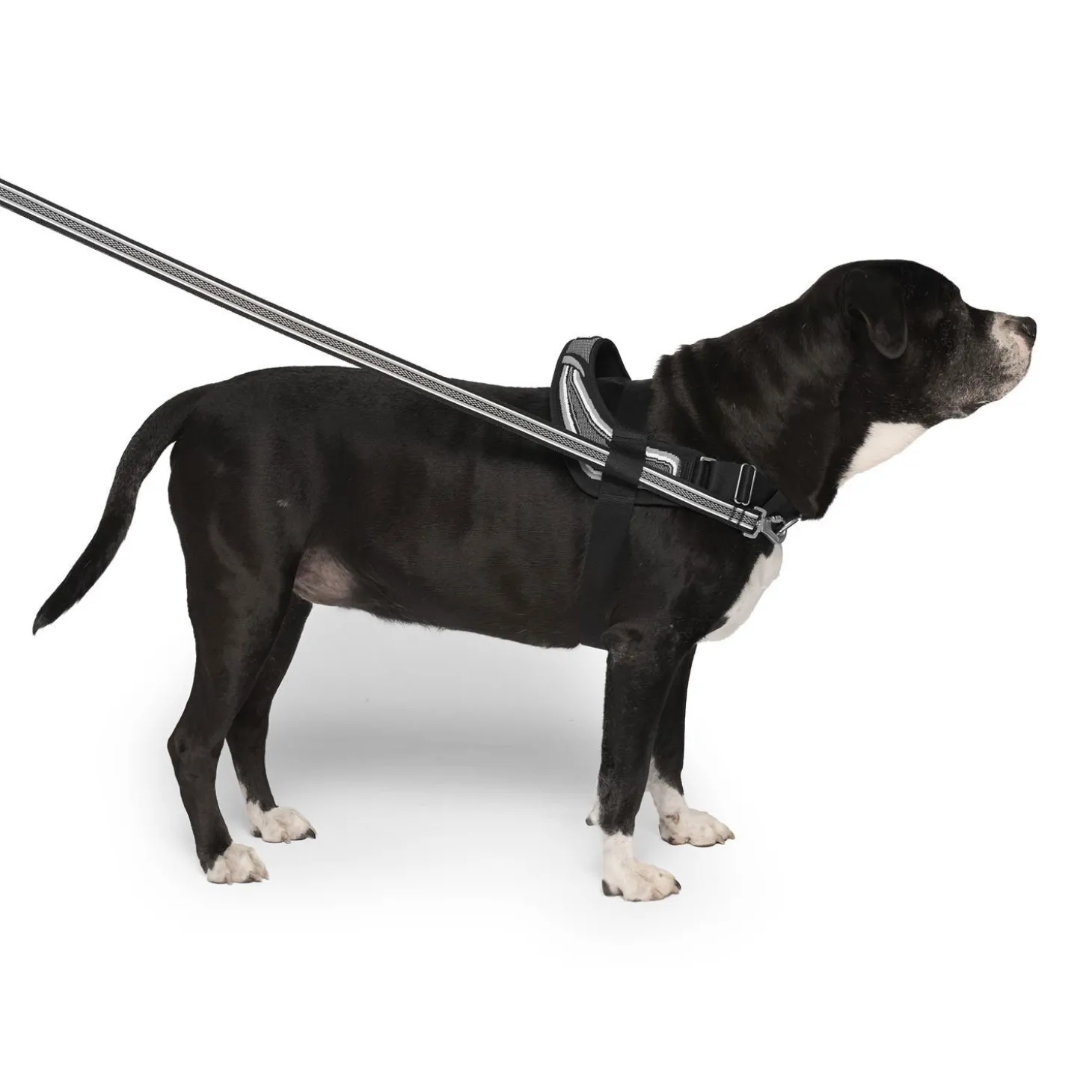 Redirect Harness for Dogs