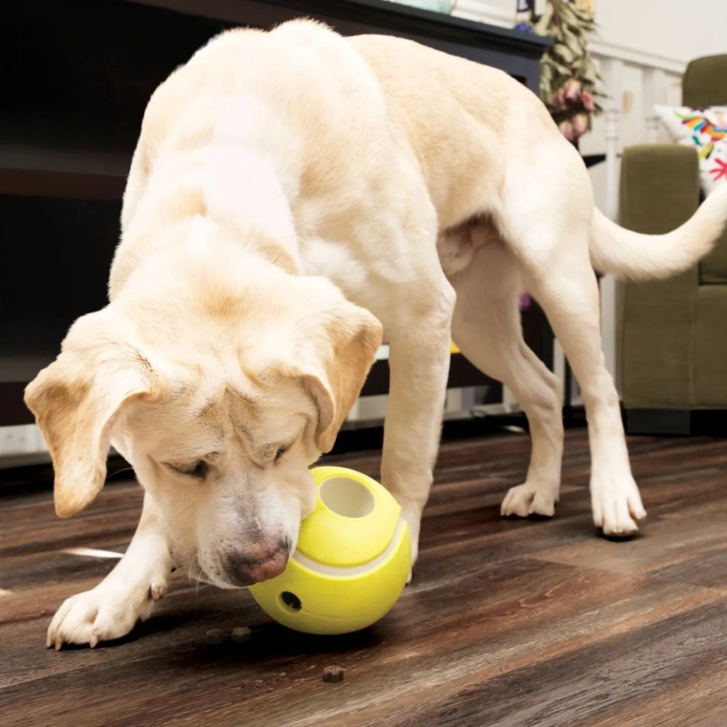 Rewards Tennis Ball for Dogs