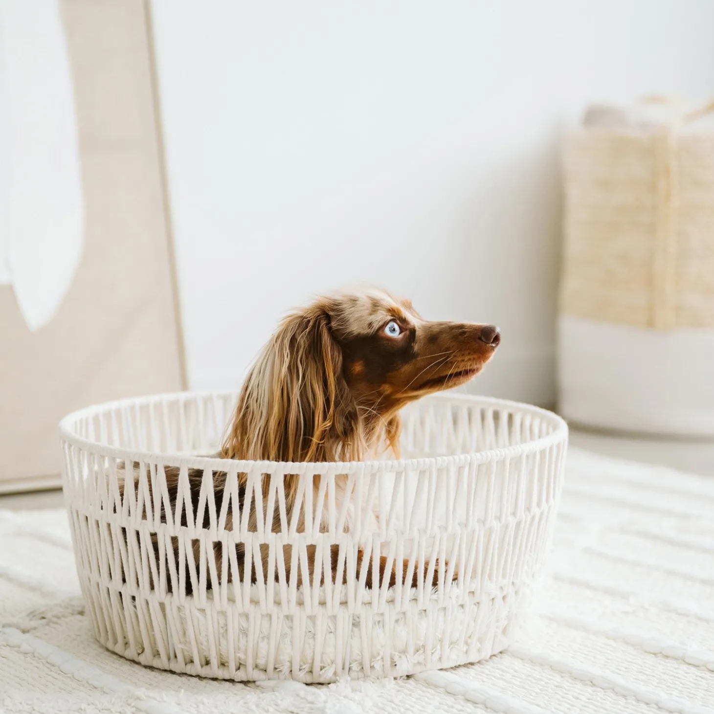 Rope Pet Basket