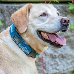 RSG Collar, L