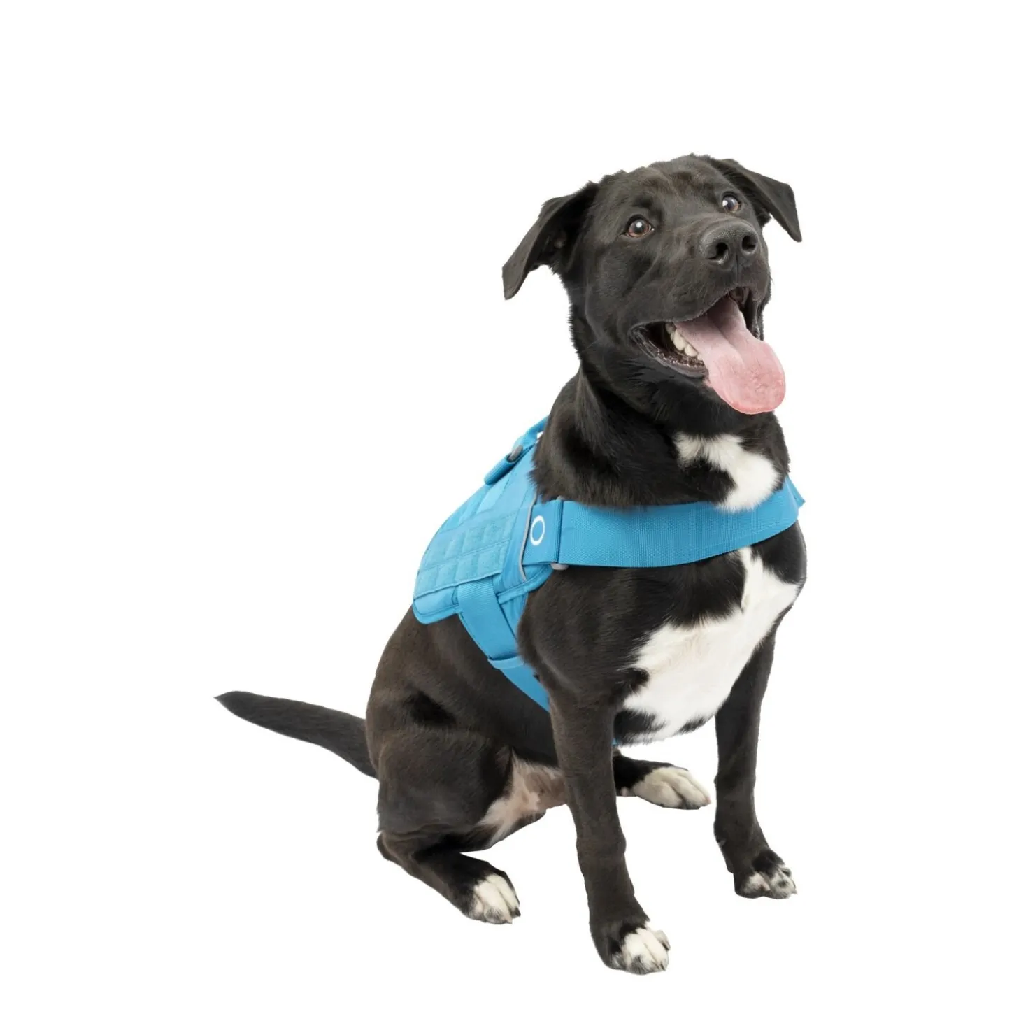 RSG Townie Harness Blue, XL