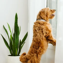 Silicone Collar for Dogs, Positano Tiles