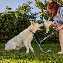 Silicone Collar for Dogs, Blue Coronet