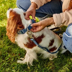 Silicone Leash for Dogs, Coronet Blue