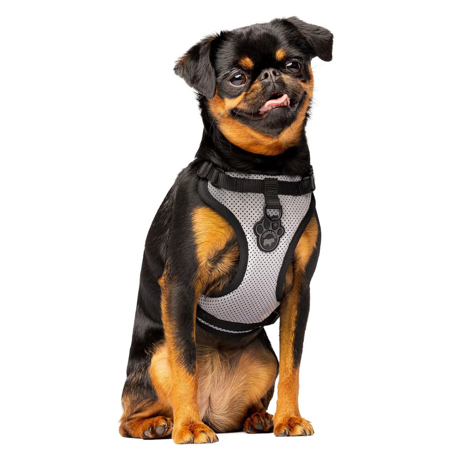 The Everything Harness for Dogs