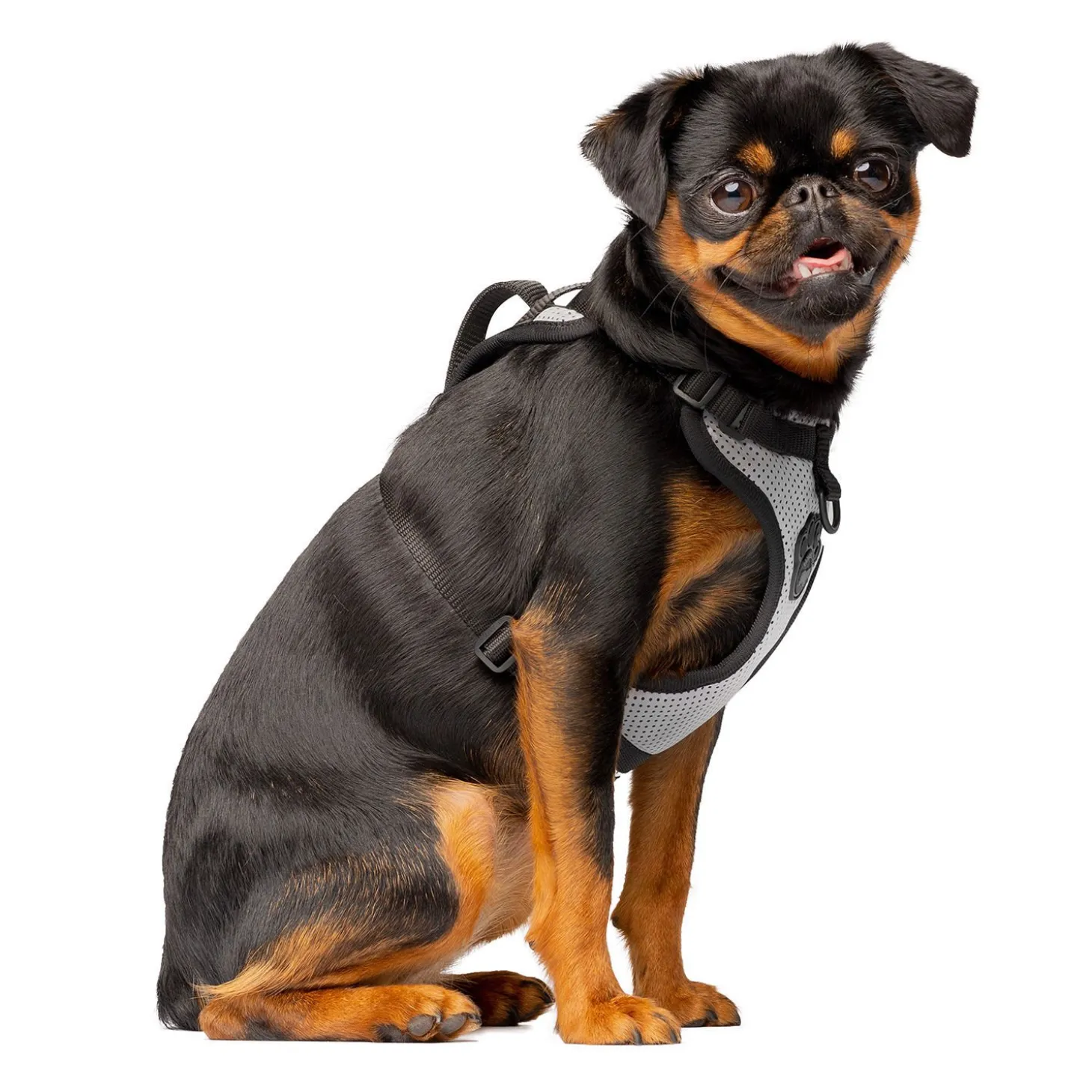 The Everything Harness for Dogs