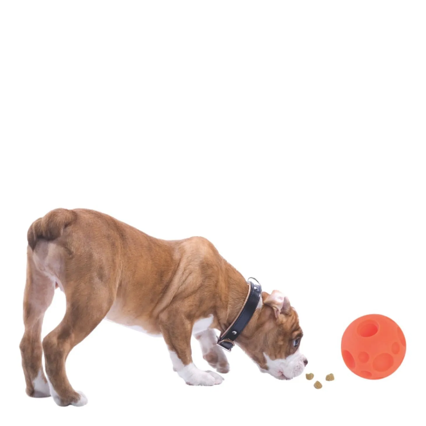 Treats-dispensing ball