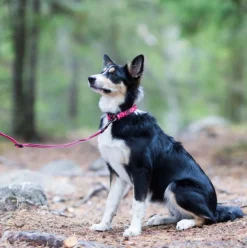 Twist dog collar