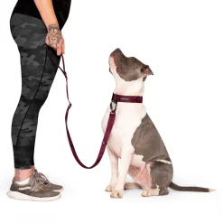 Utility Leash for Dogs