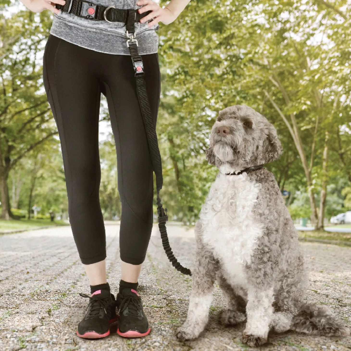 Waistbelt and Bungee leash