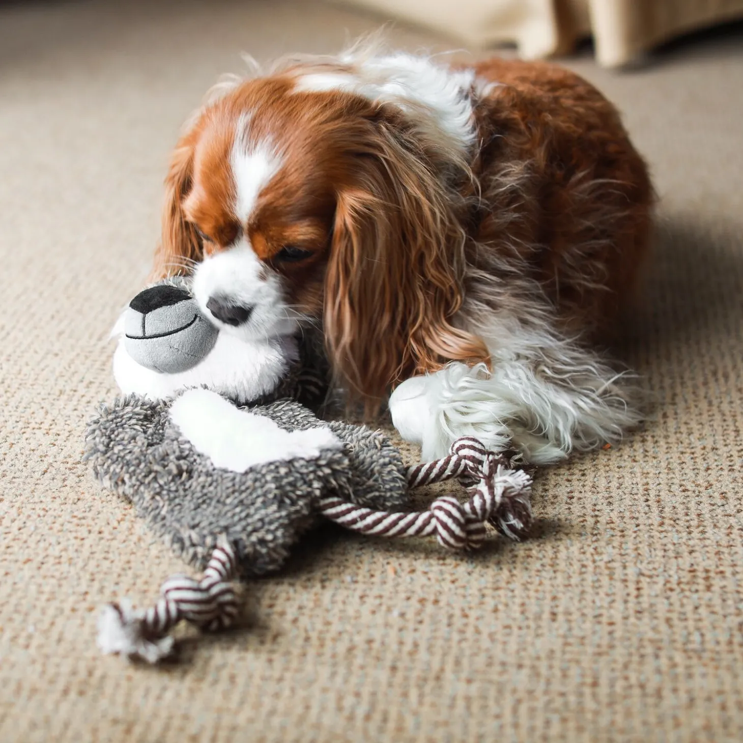 Walter the wolf dog toy