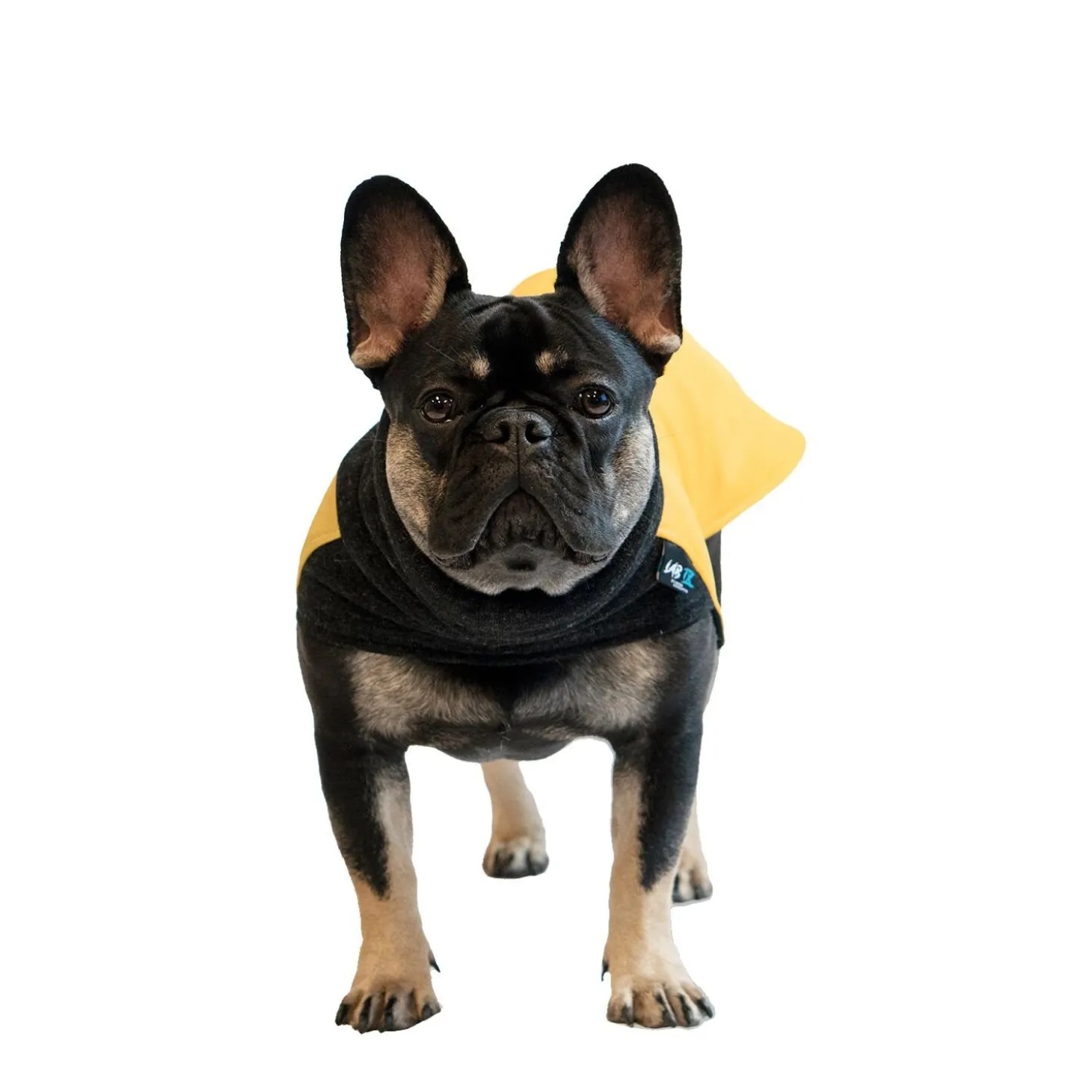 Wintertide Yellow Dog Coat, 24
