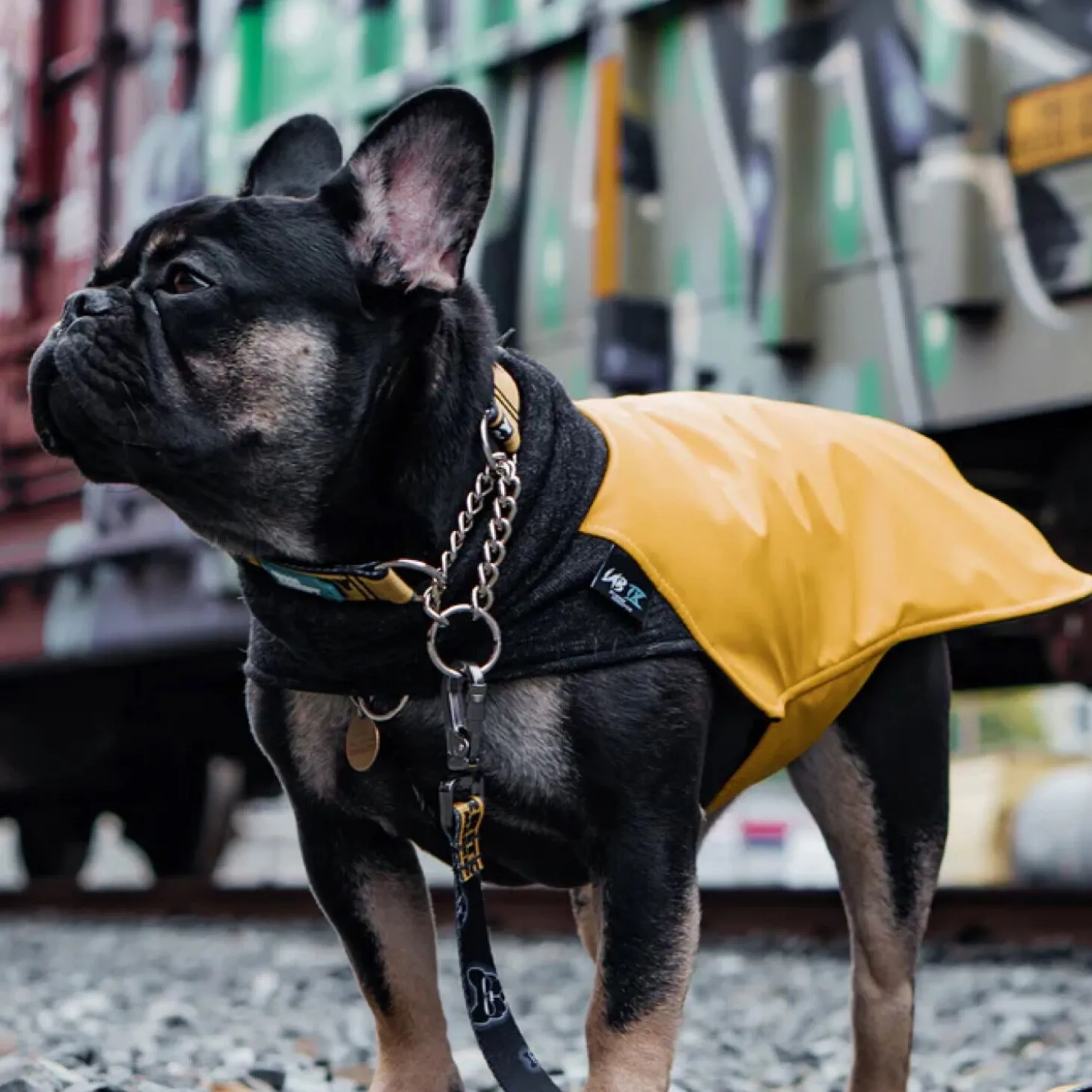 Wintertide Yellow Dog Coat, 24