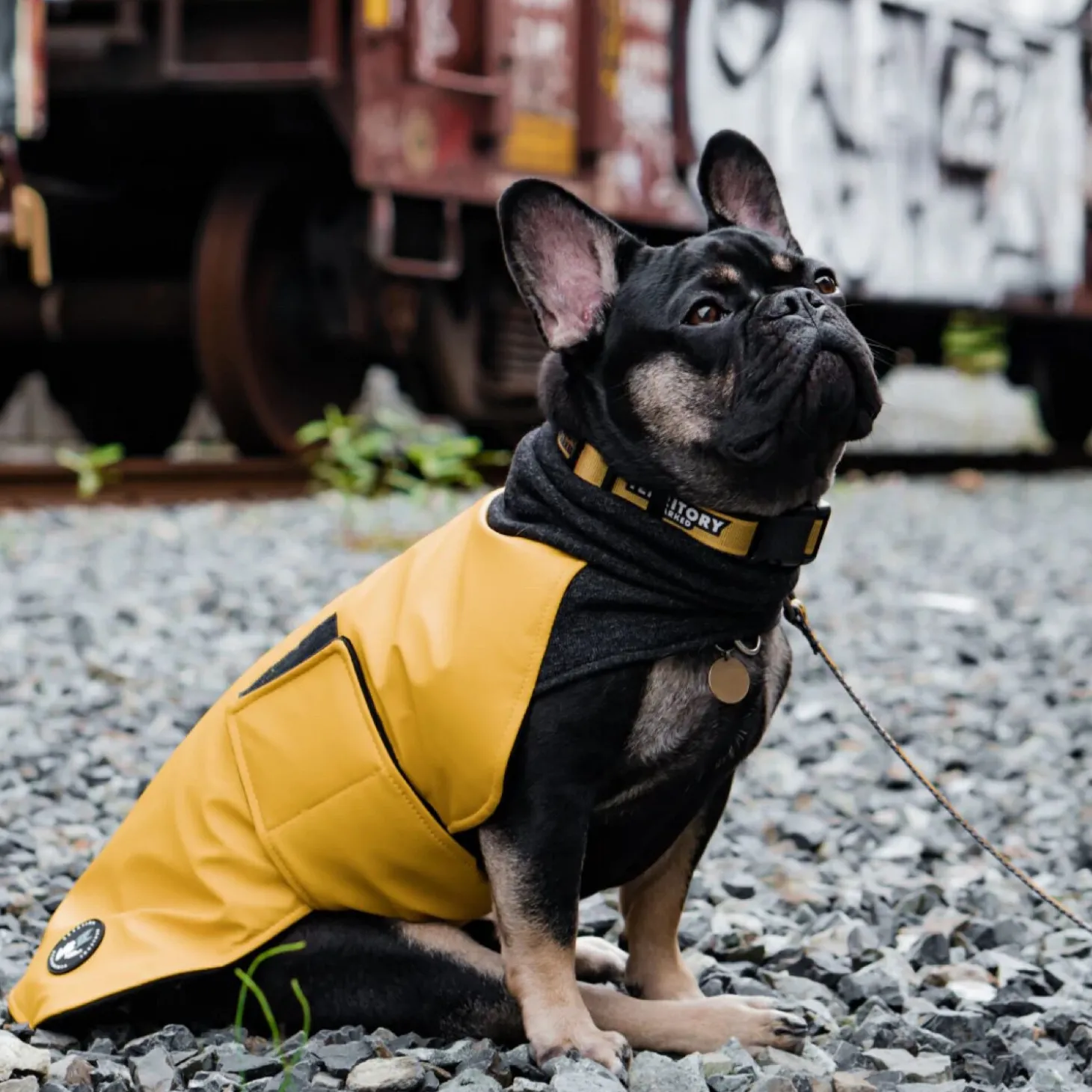 Wintertide Yellow Dog Coat, 24
