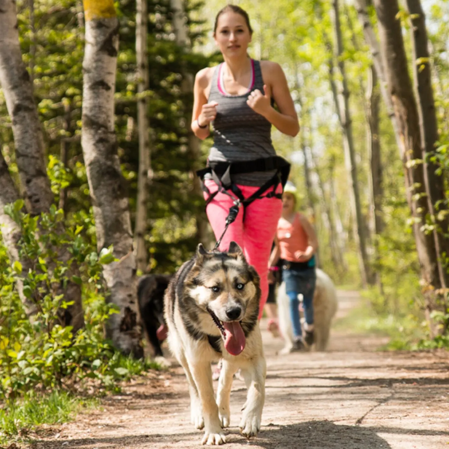 X-Back classic dog harness for towed sports