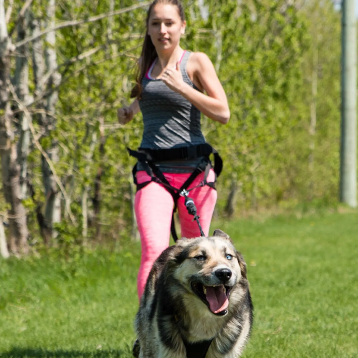 X-Back classic dog harness for towed sports